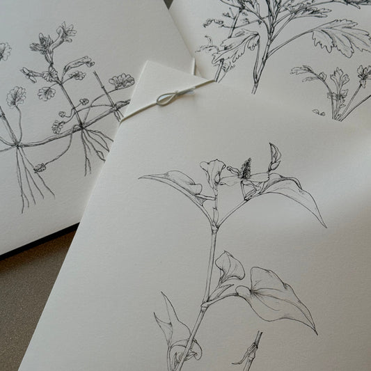 tretre 摘み草茶 -春-