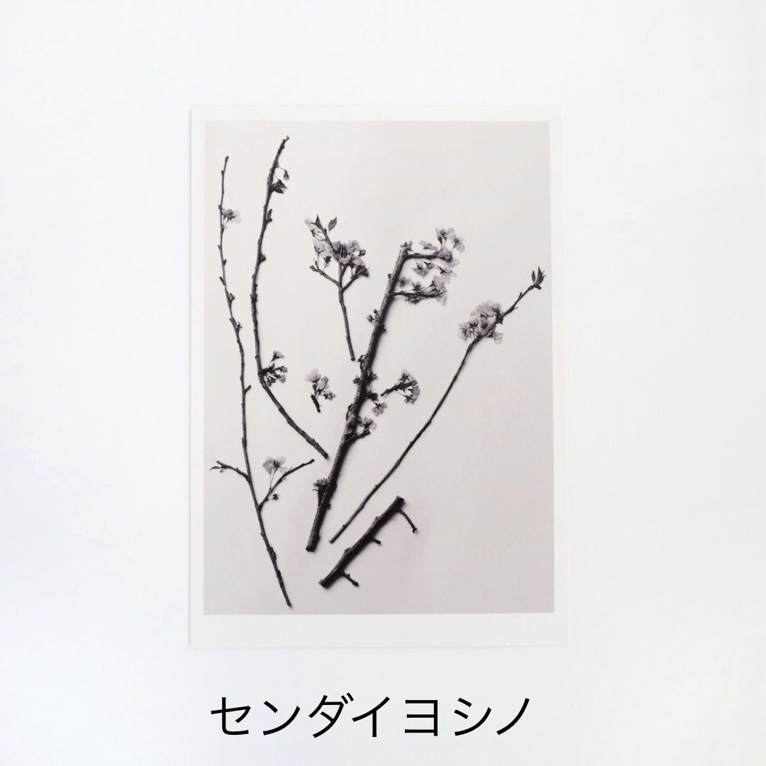 写真家 菅原一剛『MAKINO  植物の肖像』Postcard