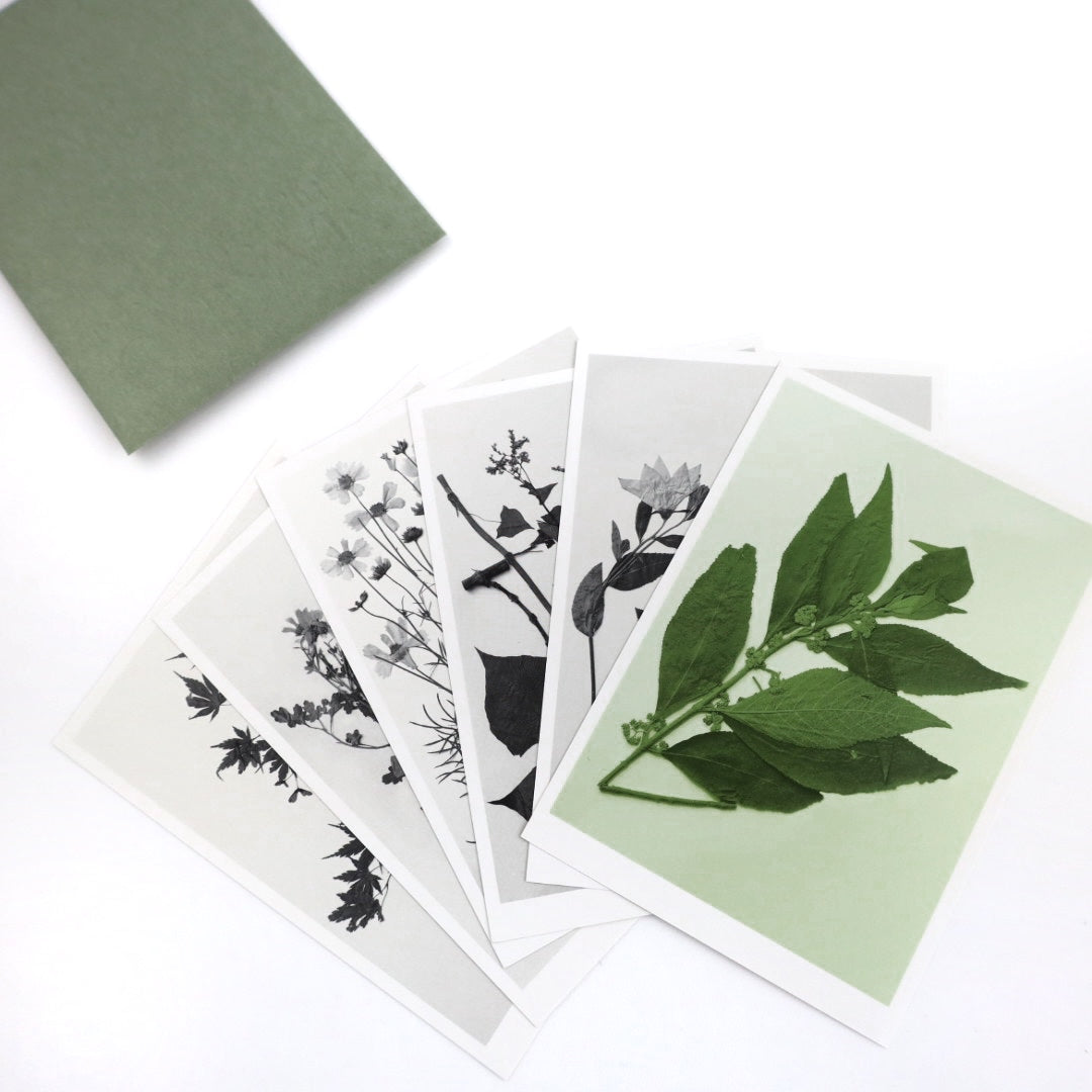 写真家 菅原一剛 『MAKINO  植物の肖像』Postcard set