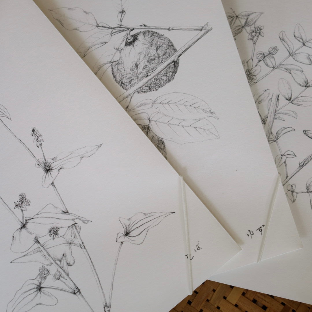 tretre 摘み草茶 -秋- ※秋季限定