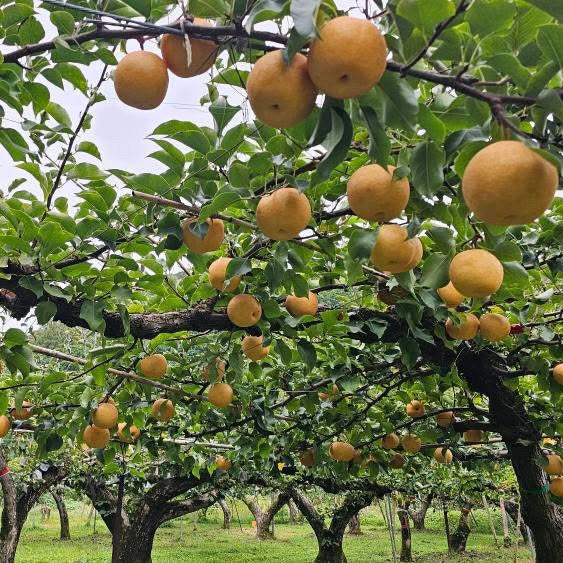 🍁秋のlaatikko 【11/14(金)発送予定】※完売