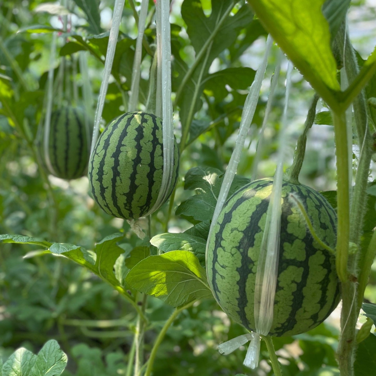 夏のlaatikko ※数量限定  7/10(金)発送　